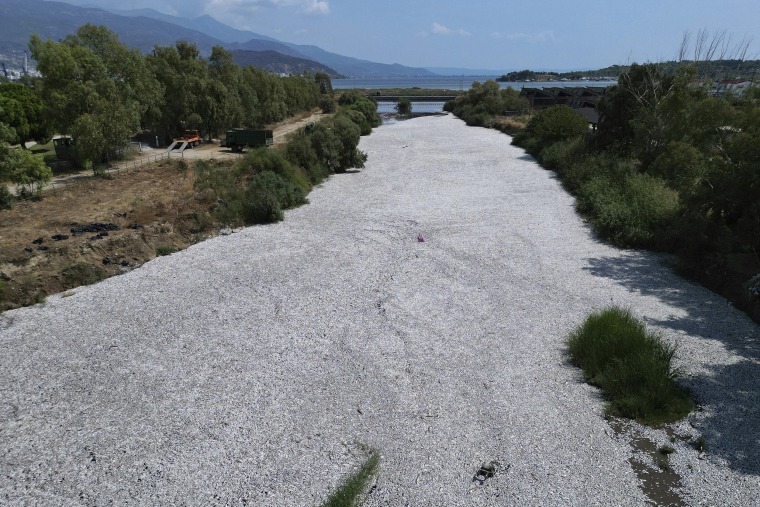 Fish Die Off In Central Greece