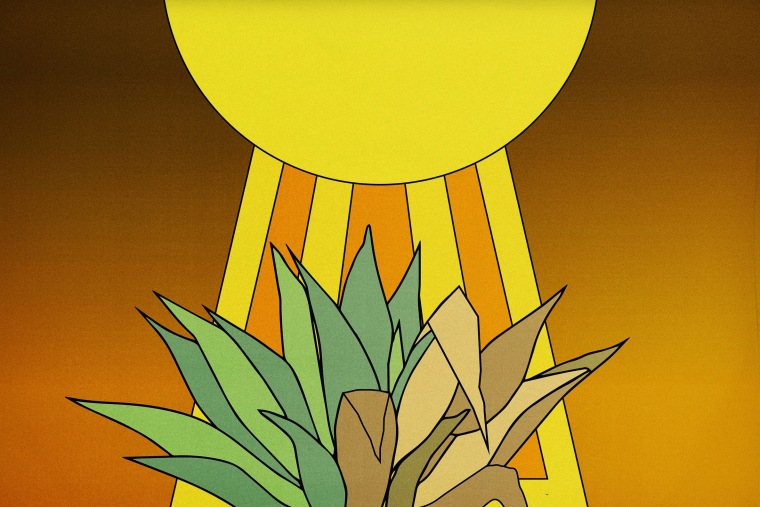 Illustration of an agave plant drying out in the sun 