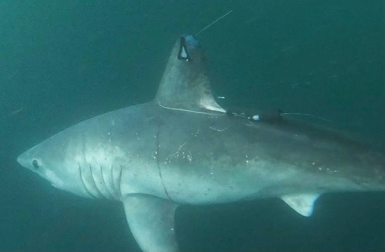 A tagged pregnant porbeagle shark swims in the ocean