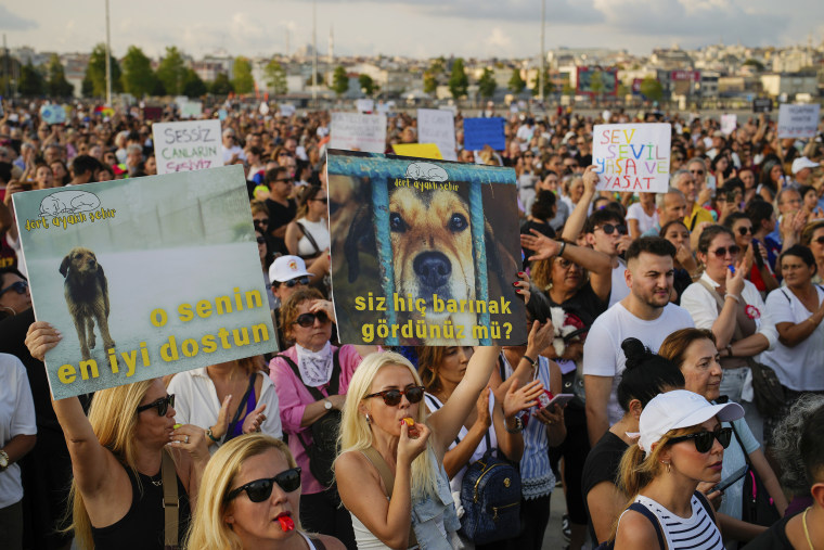 Milhares de turcos protestam contra a polêmica lei para remover cães vadios em 1º de setembro de 2024.
