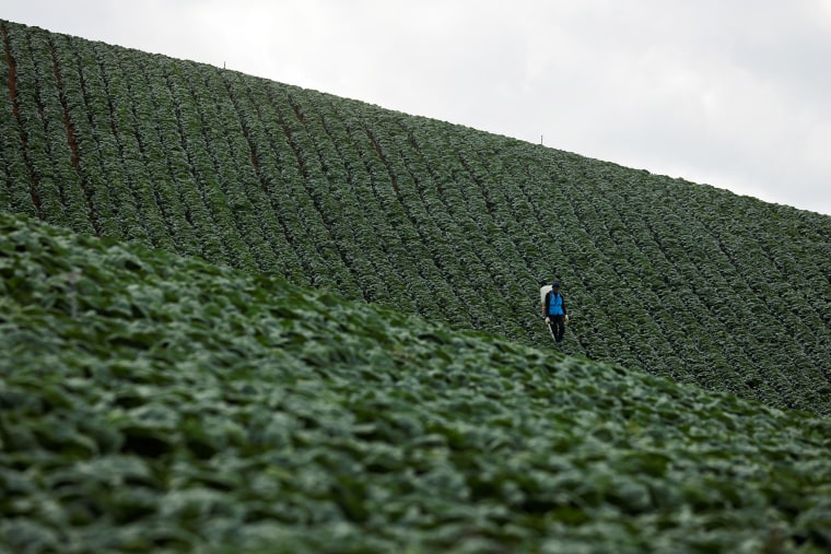 Climate change threatens Korean staple food, kimchi farmer cabbage kimchi field