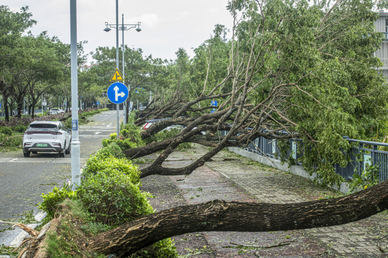 Trees lie uprooted.