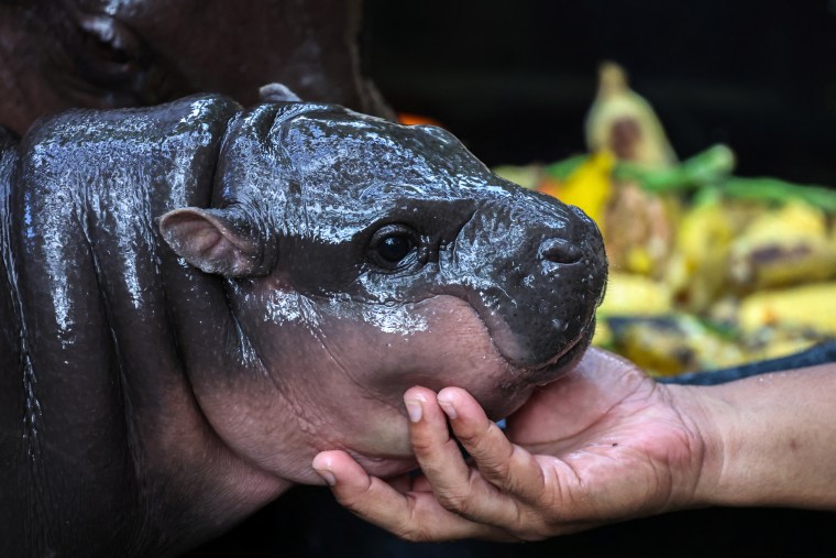 A two-month-old female pygmy hippopotamus named "Moo Deng"who recently became an internet sensation in Thailand