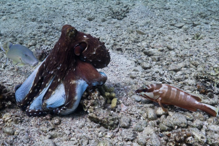 An octopus cyanea extends its arms between a blacktip grouper  and a gold-saddle goatfish