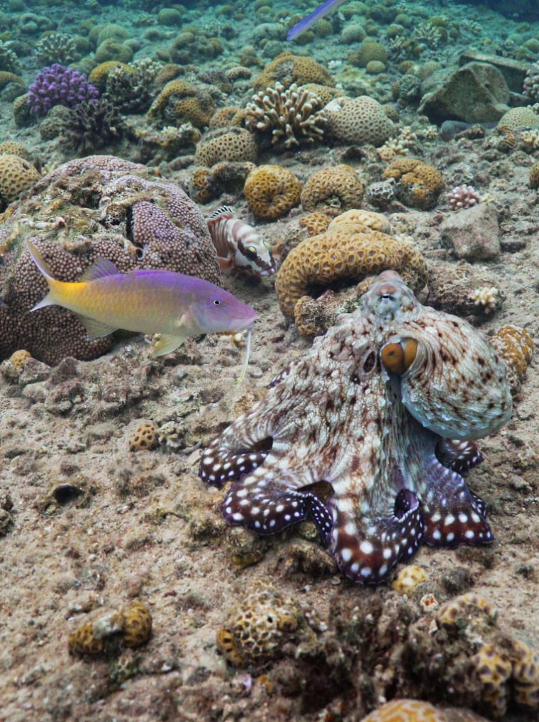 Siyan-octopusvis met blauwe geitvis terwijl zwartpuntzeebaars op de loer ligt. De snuit van de Coronet-vis is ook bovenaan het frame te zien.