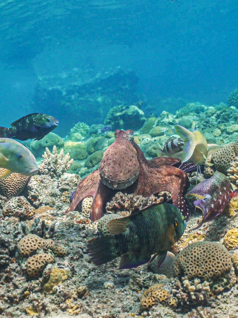 An octopus cyanea hunts with a blue goatfish, while a blacktip grouper lies in wait.