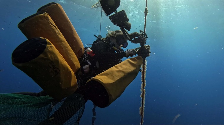 As coral reefs face unprecedented heat, scientists pioneer new ways to protect them