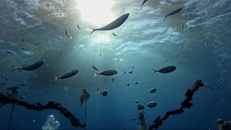 A look at the underwater lab where ISER Caribe nurtures baby sea urchins.