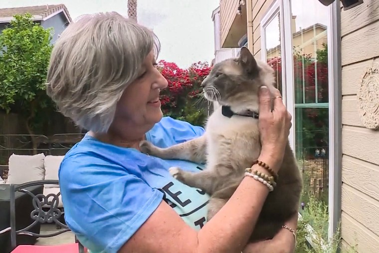 Benny and Susanne Anguiano, a couple from Salinas, California were reunited with their missing cat after he ran off during a trip to Yellowstone National Park.