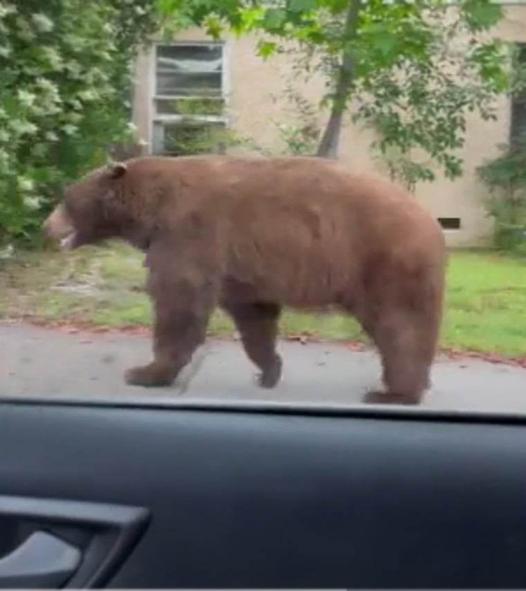 Bear Makes Himself At Home Under Couple's Southern California House