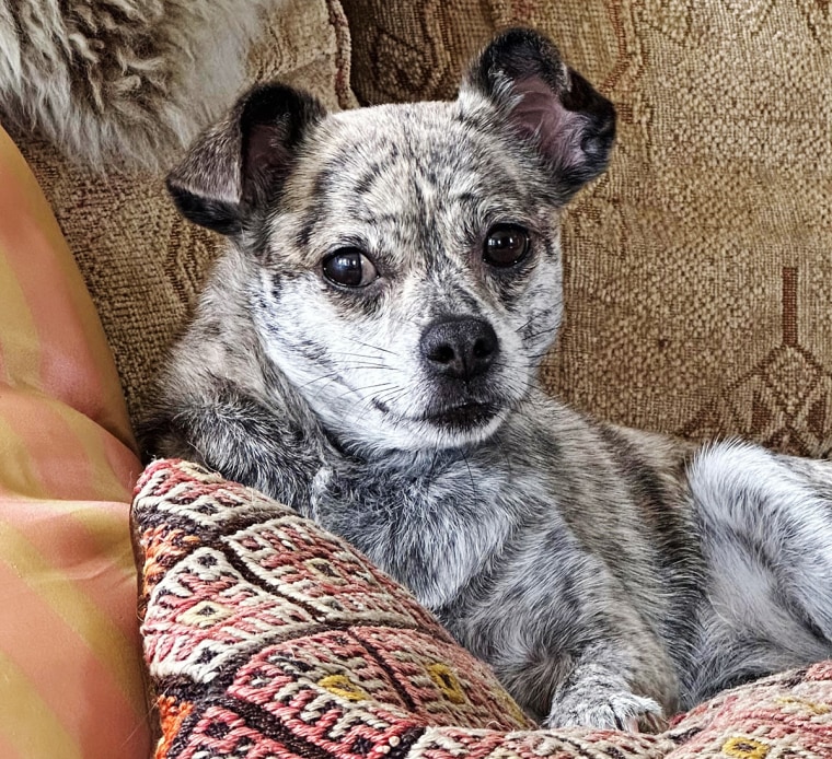 El perro de Annette Sacks, Alonza.