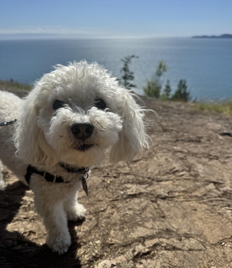 Pets are hitching a ride on the travel boom