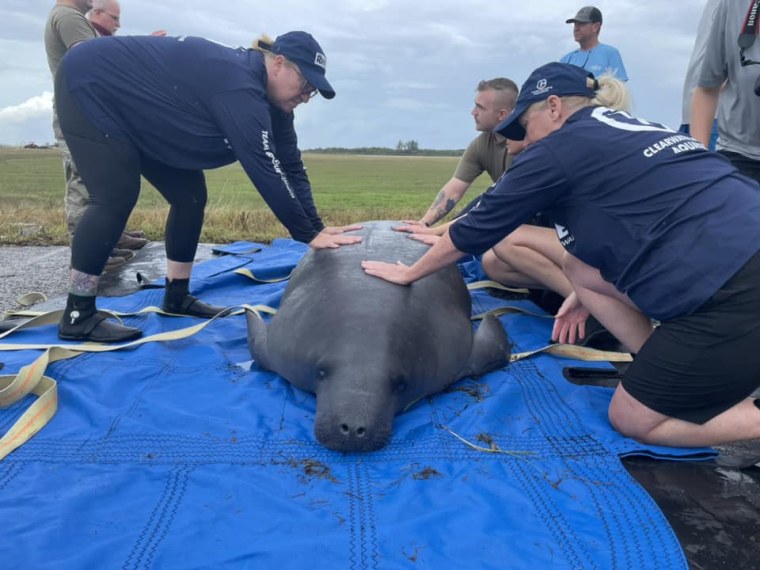 A manatee named Troy is rescued after it washed up with Hurricane Helene storm surge onto the MacDill Air Force Base in Tampa, Fla.