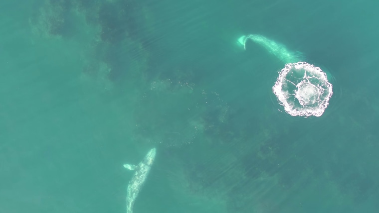 Drone imagery of gray wales show them doing headstands and bubble blasts.