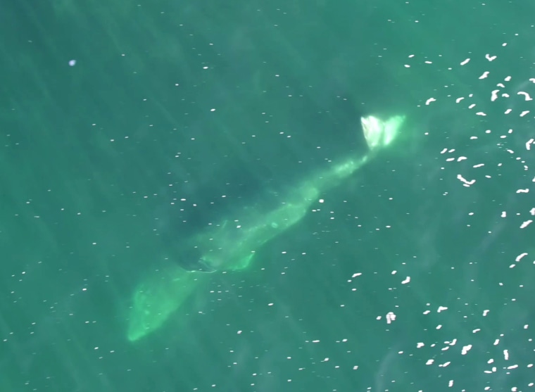 Drone images show a gray whale swimming sideways to find food.