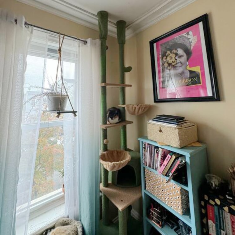 Green and brown Pawz Road Cactus tree in the corner of a living room