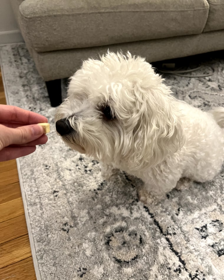 Hand feeding yellow treat to small white dog