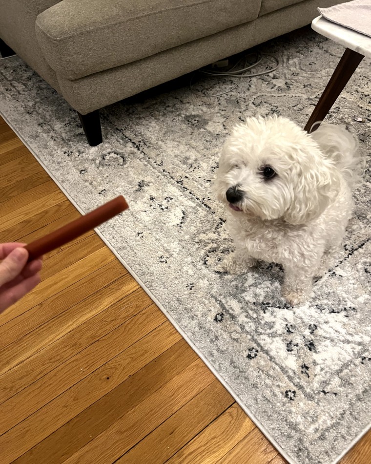 Hand feeding treat to small white dog