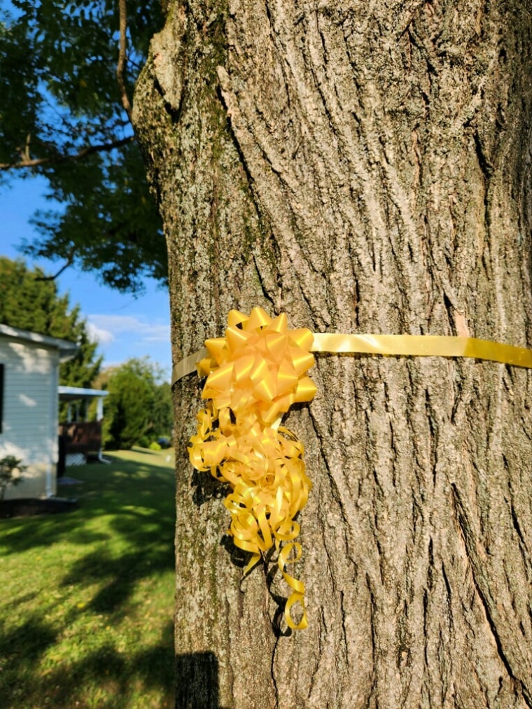 The yellow ribbon around Sue's tree