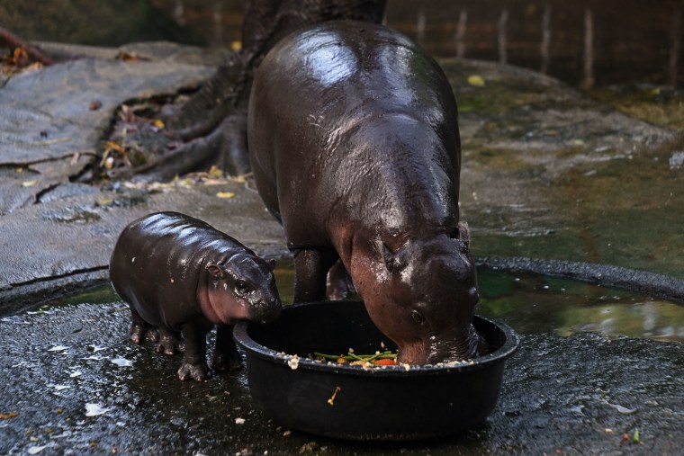 Moo Deng, a two-month-old female pygmy hippopotamus who recently became a viral internet sensation, watches her mother Jona, 25, eat at Khao Kheow Open Zoo in Chonburi province on September 15, 2024. 