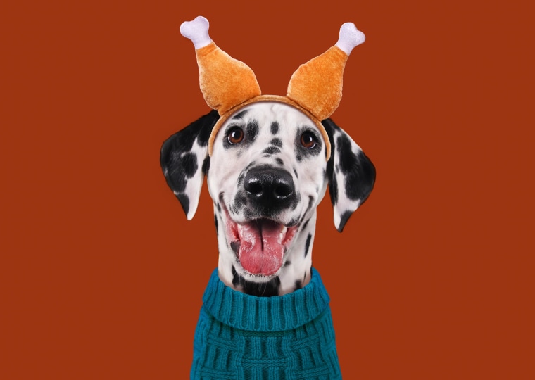 Funny dog wearing Thanksgiving turkey leg headband