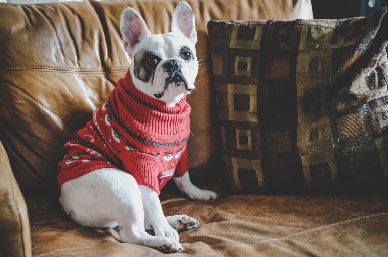 French Bulldog wearing sweater