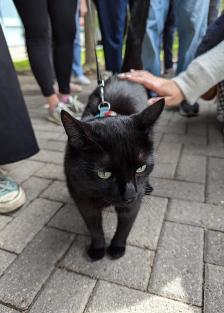 toronto cat tour