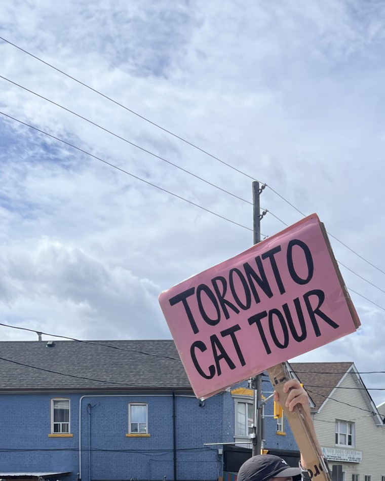 toronto cat tour