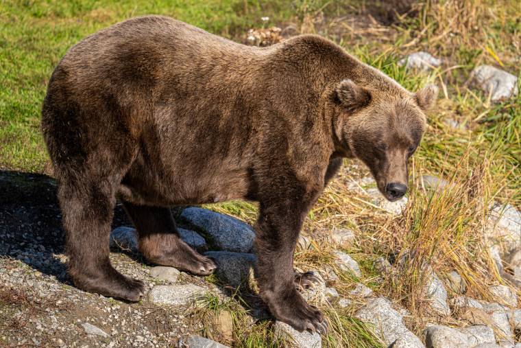 Voting begins for Alaska’s Fat Bear Week after one contestant was killed in an attack