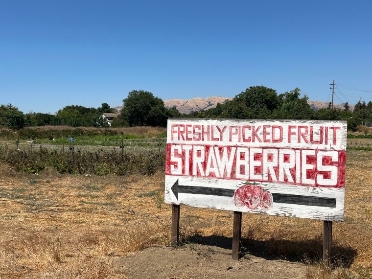 A sign that reads "Freshly picked fruit - strawberries"