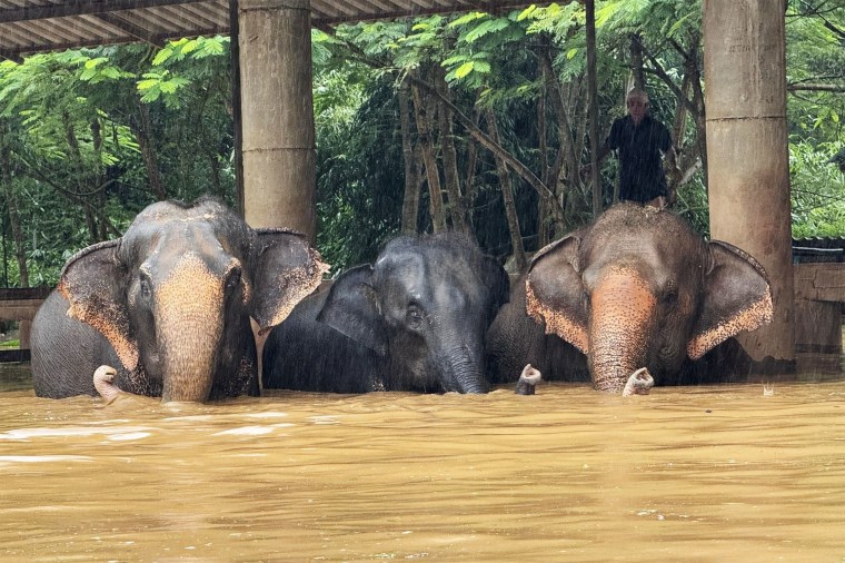 Elephants in floodwaters in Northern Thailand