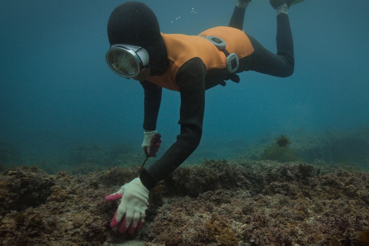 A haenyeo diver.