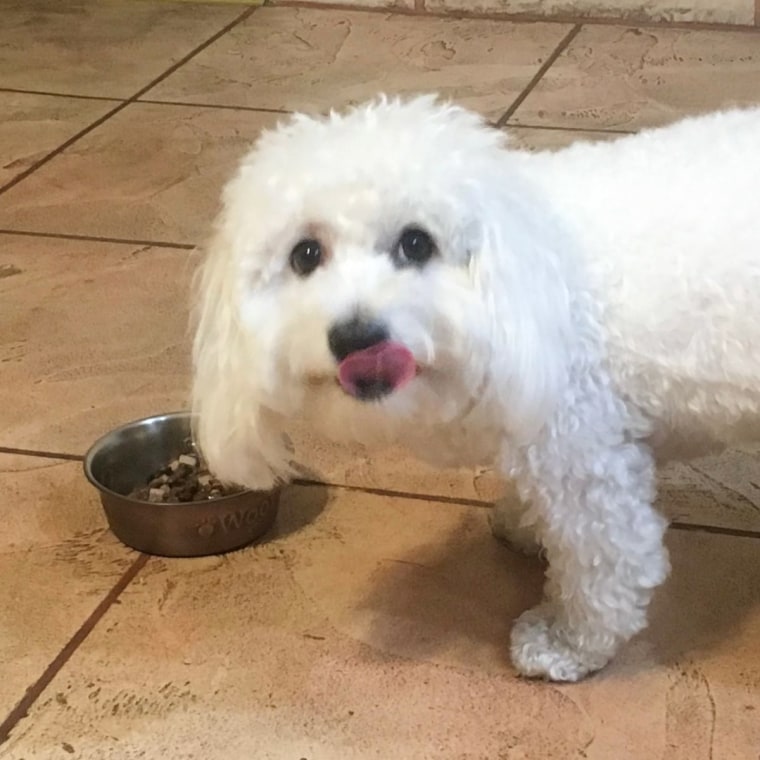 Small white dog looking at camera while eating kibble