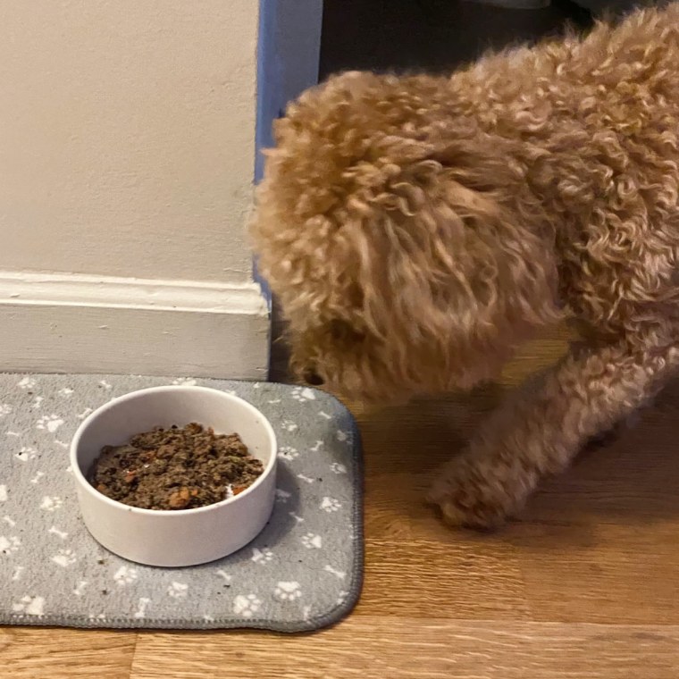 Small brown dog moving to eat his food in a white bowl