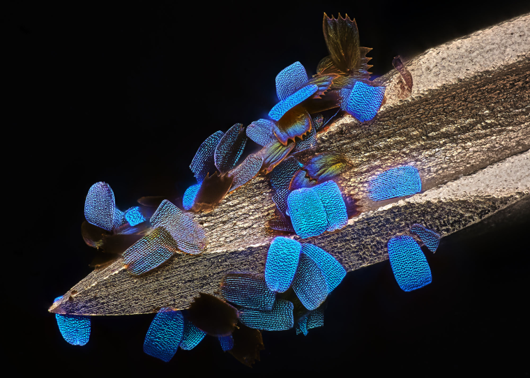 Wing scales of a butterfly on a medical syringe needle.