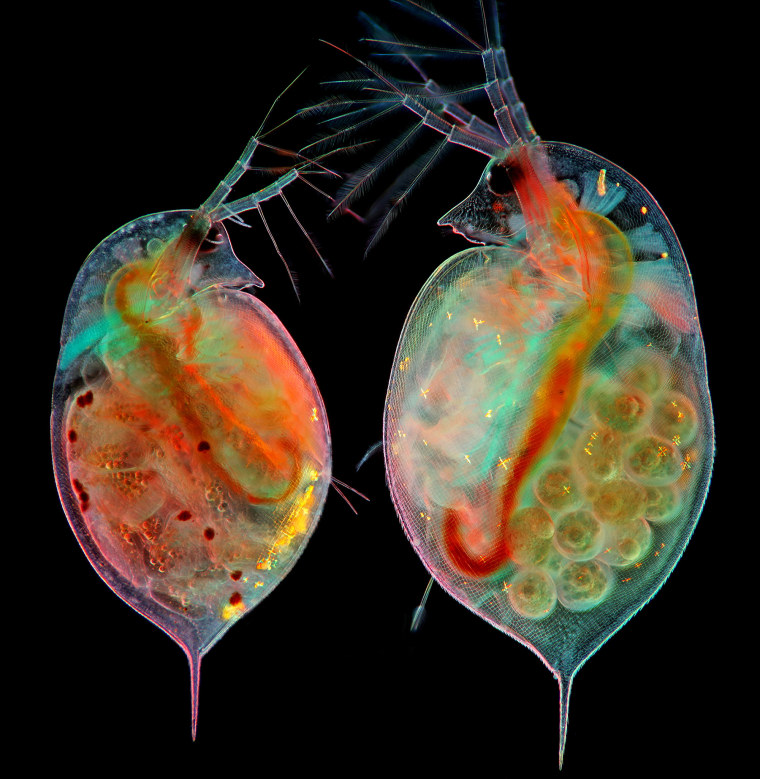 Two water fleas with embryos, left, and eggs, right.