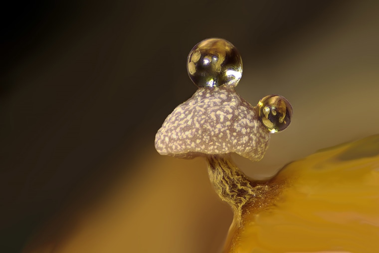 Slime mold on a rotten twig with water droplets.