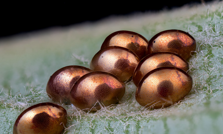 Golden bug eggs on a sage leaf.