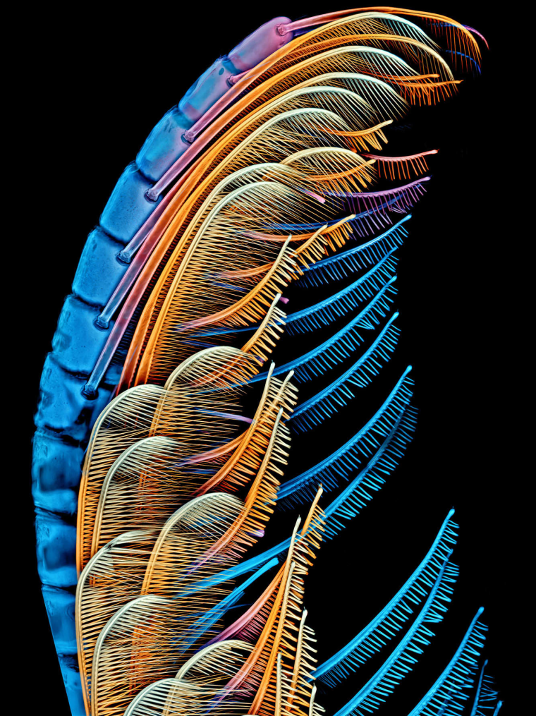 Antenna of a mole crab