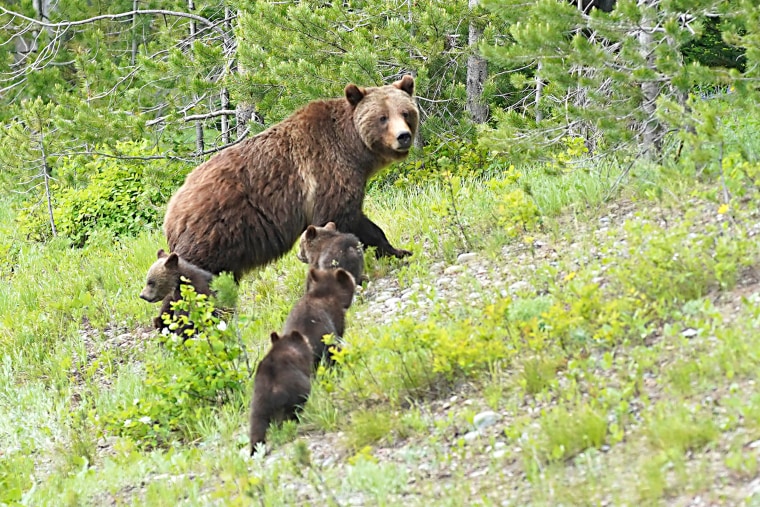 grizzly bear 399 is the most famous brown bear mother in the world