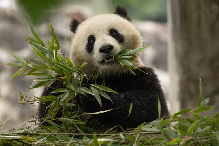 Two New Giant Pandas 