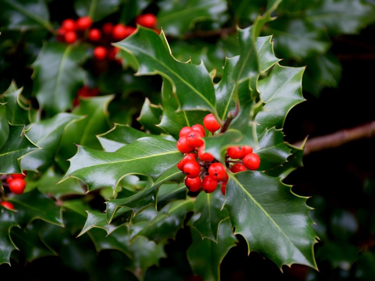 holly berries