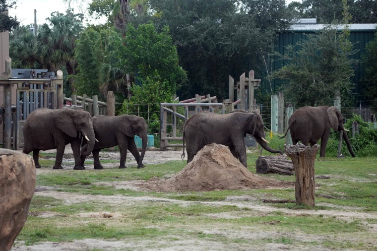 Hurricane Milton How Zoos Are Keeping Animals Safe