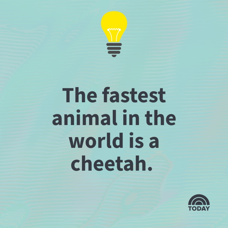 Most intresting facts online