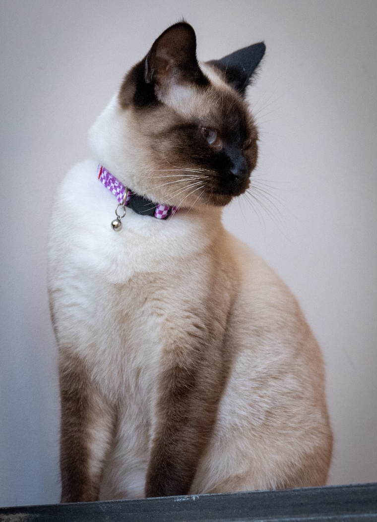 Mariska Hargitay's cat, Karma