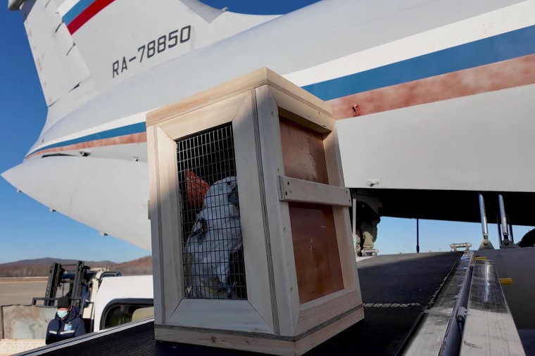 Alexander Kozlov, the Minister of Natural Resources of Russia, visited the central zoo in Pyongyang, North Korea during the official event regarding the transfer of more than 70 animals from Russia to North Korea within the framework of bilateral cooperation between the two countries.