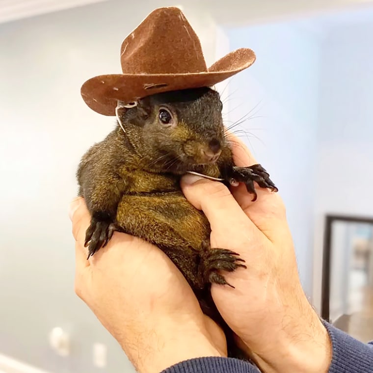 Image: peanut the pet squirrel