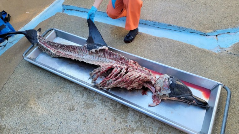 Staff at the Marine Mammal Stranding Center examine a common dolphin carcass