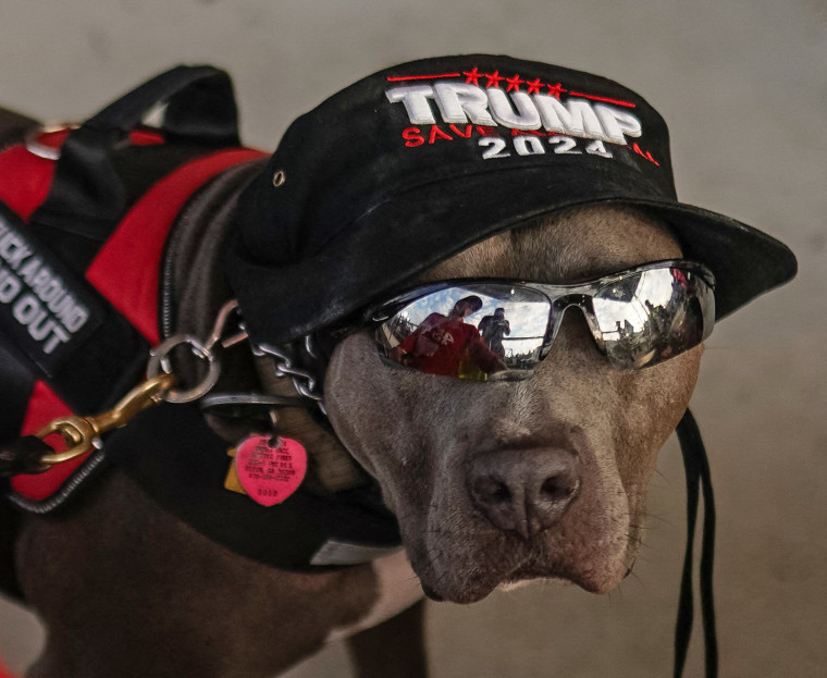 A service dog named Buddy is seen in a "Trump 2024" hat at a campaign event in Macon, Ga., on Nov. 3, 2024.