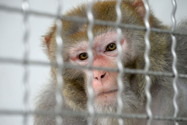 A Rhesus macaque rescued from a  research laboratory in France.